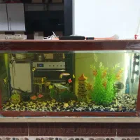 آکواریوم سالم و نو