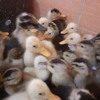 حیوانات مزرعه