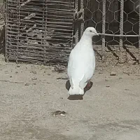 ماده نوک سفید چشم سفید