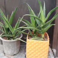 گلدون شاخ بزی