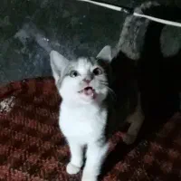 گربه کوچولو