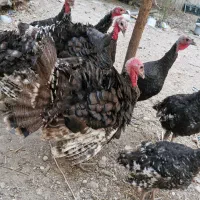 بوقلمون برنز