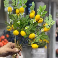 شاخه لیمو کوتاه وارداتی