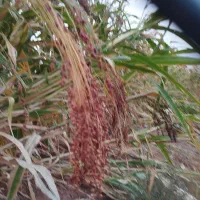 جارو دستی