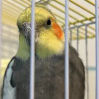 پرنده ، عروس هلندی|پرنده|شهرکرد, |دیوار