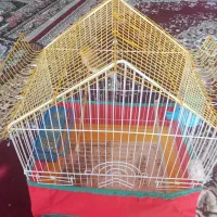 قناری|پرنده|کبودرآهنگ, |دیوار