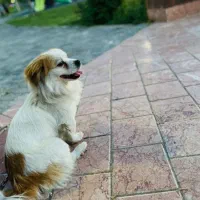 گم شده حیوانات|حیوانات|مشهد, خواجه ربیع|دیوار