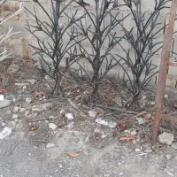 پخش شاخ گوزنی|مصالح و تجهیزات ساختمان|آمل, |دیوار