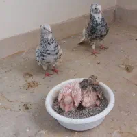 کبوتر سرور دم سفید با جوجه هاش