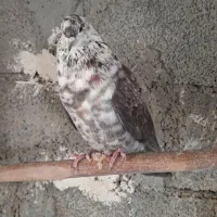 کبوتر|پرنده|کوراییم, |دیوار