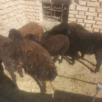 بره ماده لاقر باب پروار|حیوانات مزرعه|داران, |دیوار