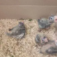 جوجه عروس هلندی سرلاکی