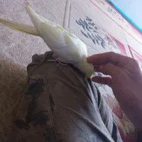 عروس هلندی