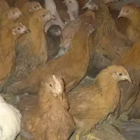 جوجه مرغ گلپایگانی|پرنده|ایلام, |دیوار