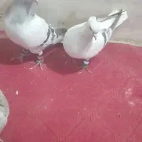 شامی دم سفید عطیقه