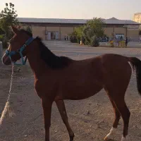 کره مادیان یکسر وارداتی کورسی