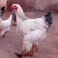 خروس برهما (نیمچه)