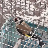 سهره نر باغی