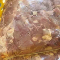 بچه فیله