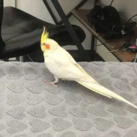 عروس هلندی نر دستی