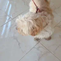 سگ شیتزو نر اصیل با شناسنامه