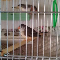 جفت فنچ کینگ|پرنده|فولادشهر, مسکن مهر فولادشهر|دیوار