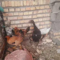 مرغ و اردک