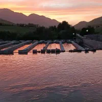 فروش بچه ماهی قزل‌آلا