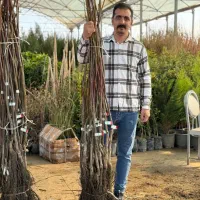 فروش نهال گردو مرغوب - تضمینی