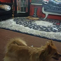 سگ پامر