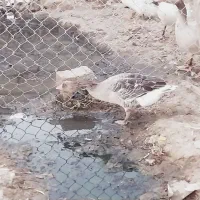 دوعدد بت نر و یک ماده|حیوانات مزرعه|تیمور آباد, |دیوار