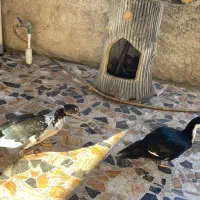 فروش دو عدد اردک نر خارجی روسی یا اسرائیلی|حیوانات مزرعه|چالوس, |دیوار