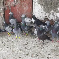 کبوتر|پرنده|زهک, |دیوار