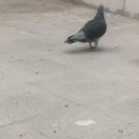 گم شده سبحان 21