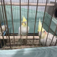 چهار عدد عروس هلندی دوتا نرو ماده و 2تا جوجه