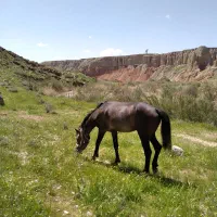 اسب|اسب و تجهیزات اسب‌سواری|صالح آباد (ایلام), |دیوار