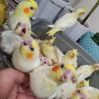 جوجه عروس هلندی سرلاکی نژاد سخنگو