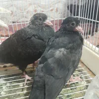 جوجه برای دستی کردن