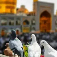 تورزمینی زیارتی امام هشتم