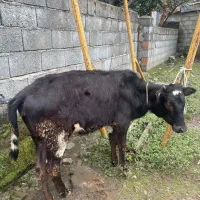 گوساله ماده دورگ