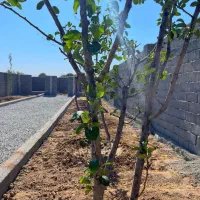 باغچه*چسب انشعابات *خرید از مالک|فروش زمین و ملک کلنگی|اسلامشهر, شهرک احمدیه|دیوار