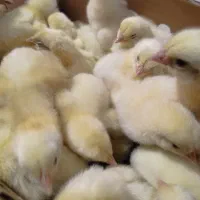 جوجه گوشتی نژاد راس ۳۰۸ با بالاترین کیفیت ممکن