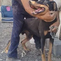 سگ دوبرمن|سگ|چهاردانگه (تهران), |دیوار