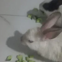 خرگوش