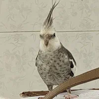 عروس هلندی دستی|حیوانات|شیراز, کوشک میدان|دیوار