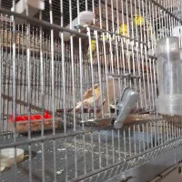 قناری جوانه،۱۵۰۰