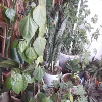 گل خونگی فروشی