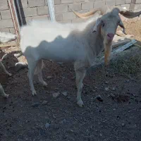 تکه سانن فروشی با سه بزغاله امسالی ابستن