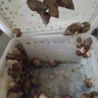 فروش حلزون