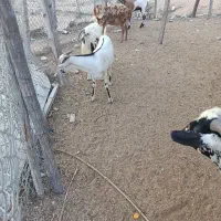 نری وگیسه وبر چاق